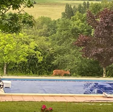 Le Maine Vérac Piscine et Vue