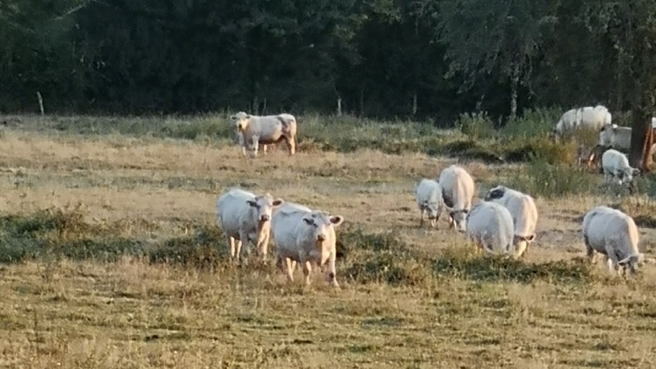 Photo of Outdoor in Saint-Franchy