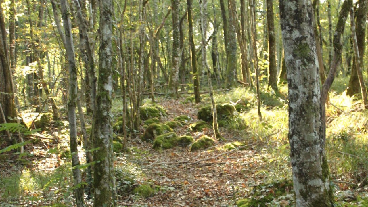 Photo of Others in Tourtoirac