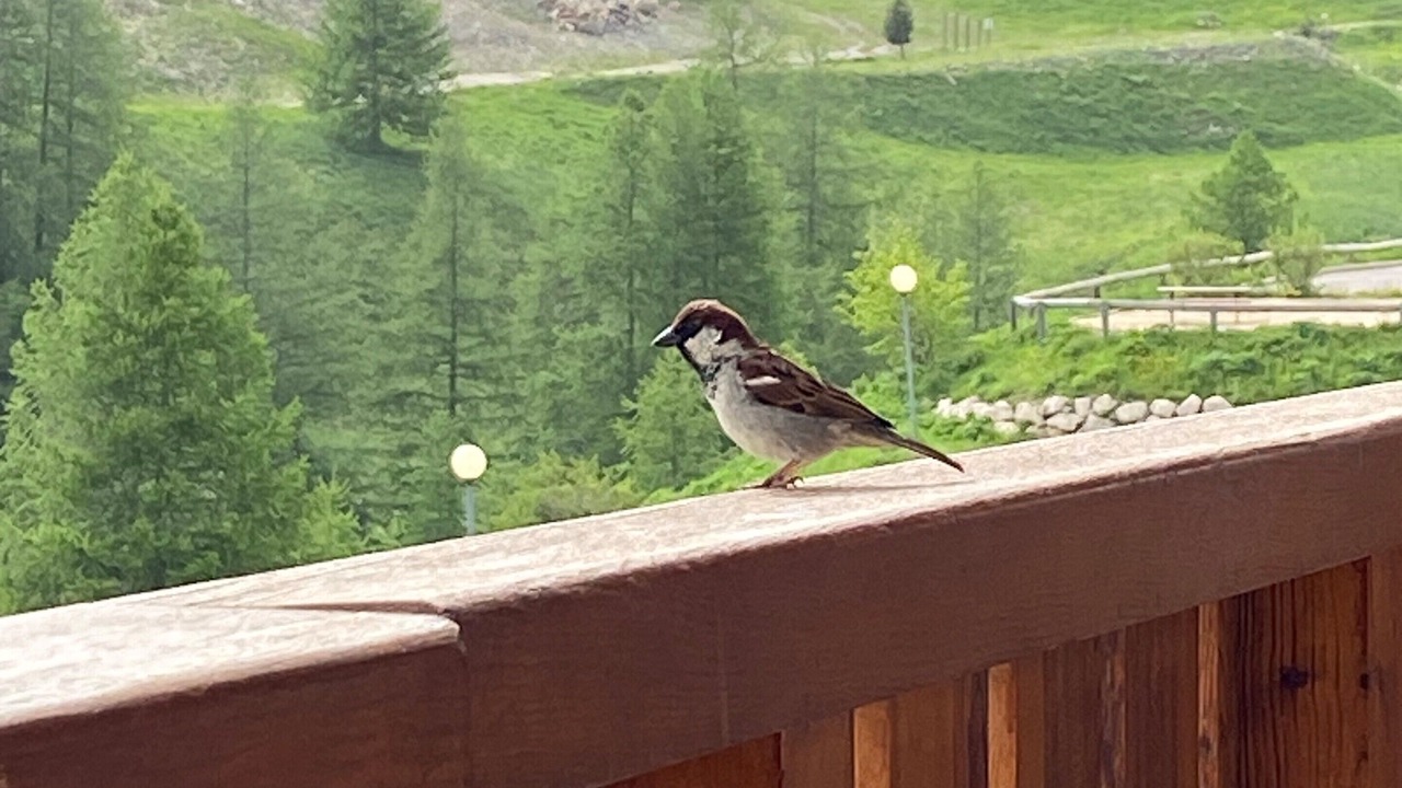 Photo of Patio Balcony in Allos