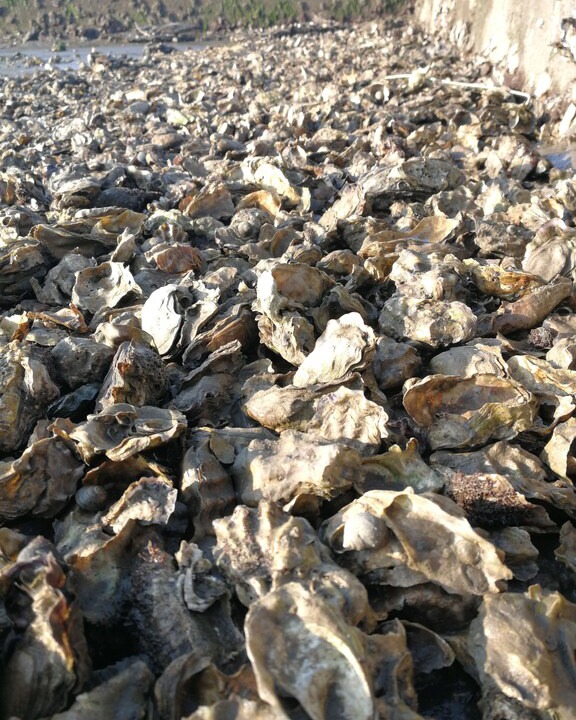 Photo of Others in Cap-Ferret