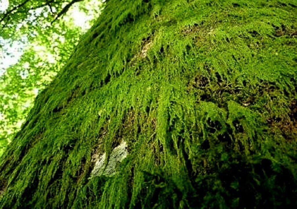 Photo of Outdoor in Arleuf
