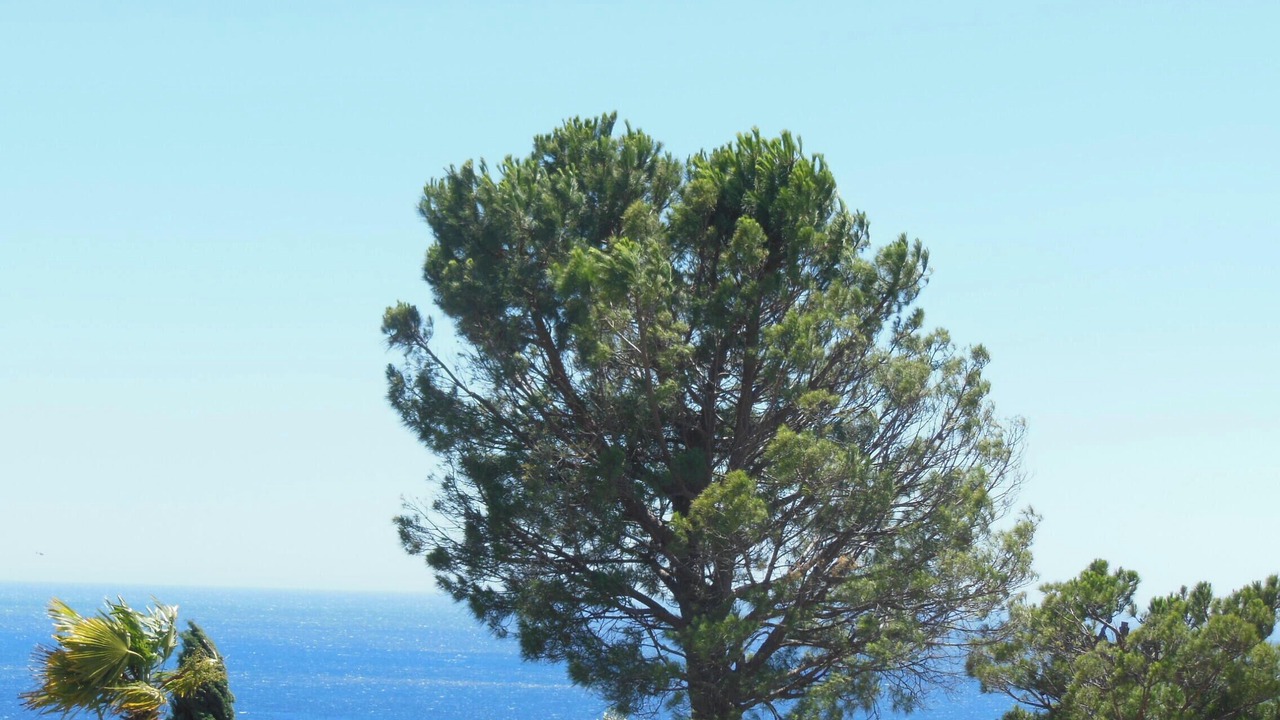 Photo of Outdoor in Theoule-Superieur