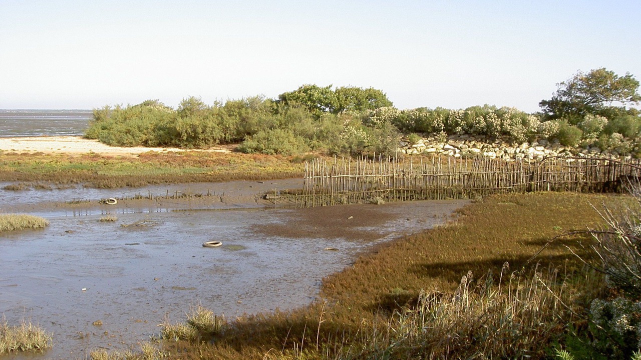 Photo of Others in Gujan-Mestras
