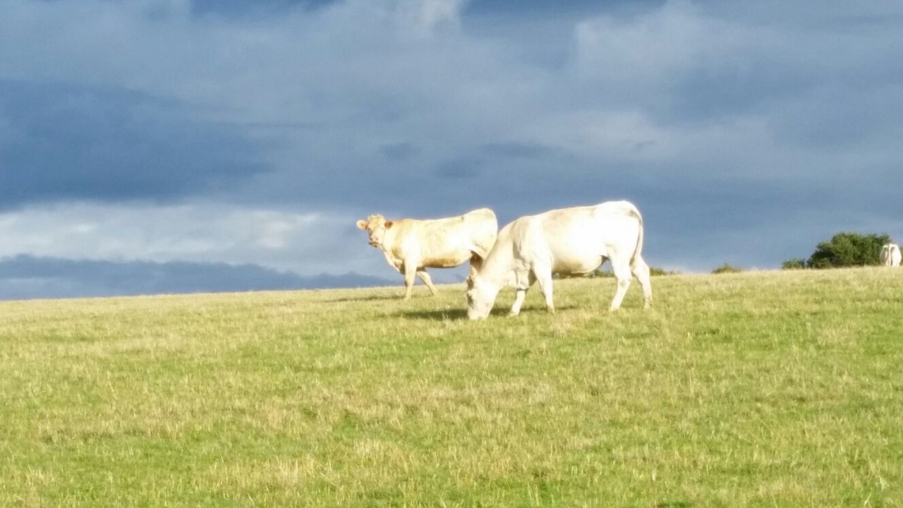 Photo of Outdoor in Guipy