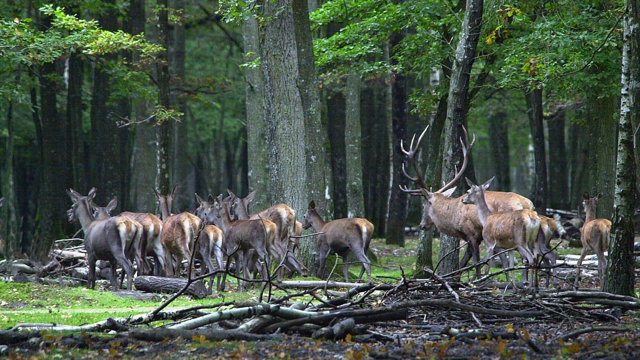 Photo of Outdoor in Adainville