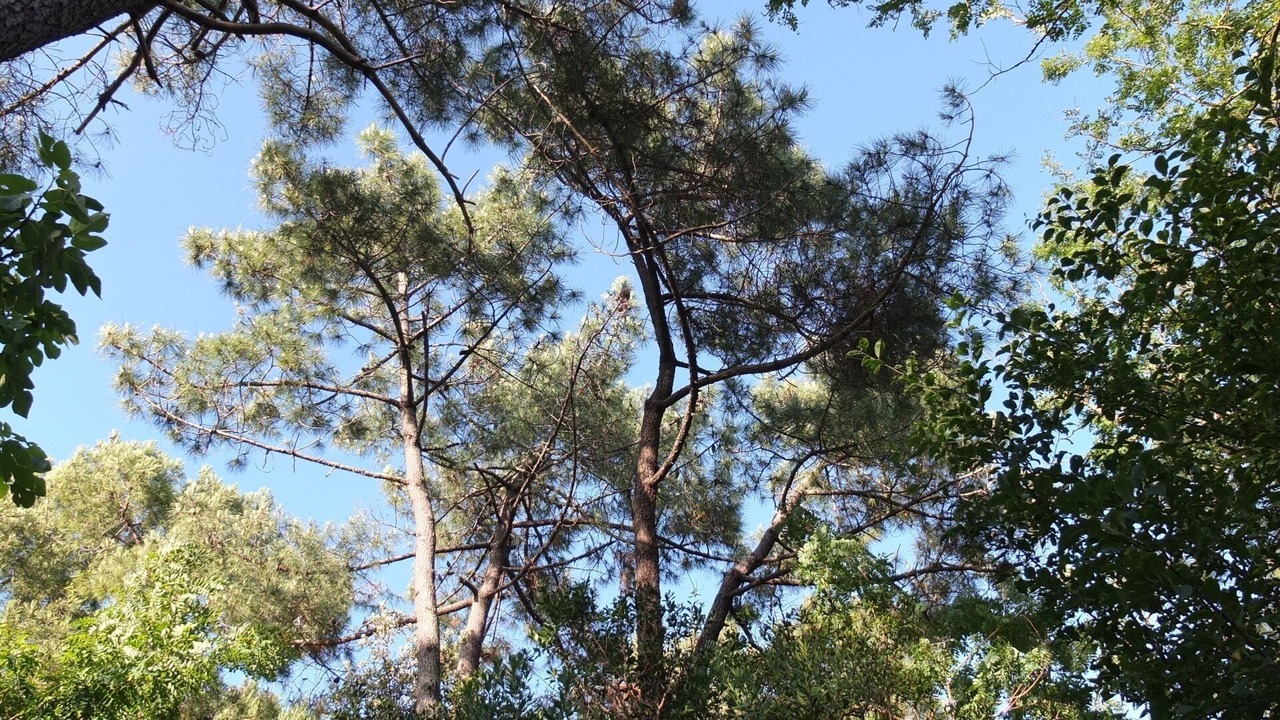 Photo of Outdoor in Cap-Ferret