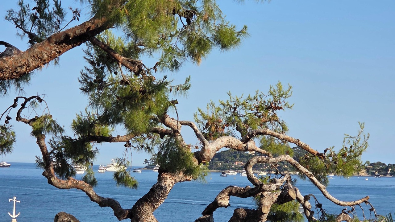 Photo of Others in Beaulieu-sur-Mer
