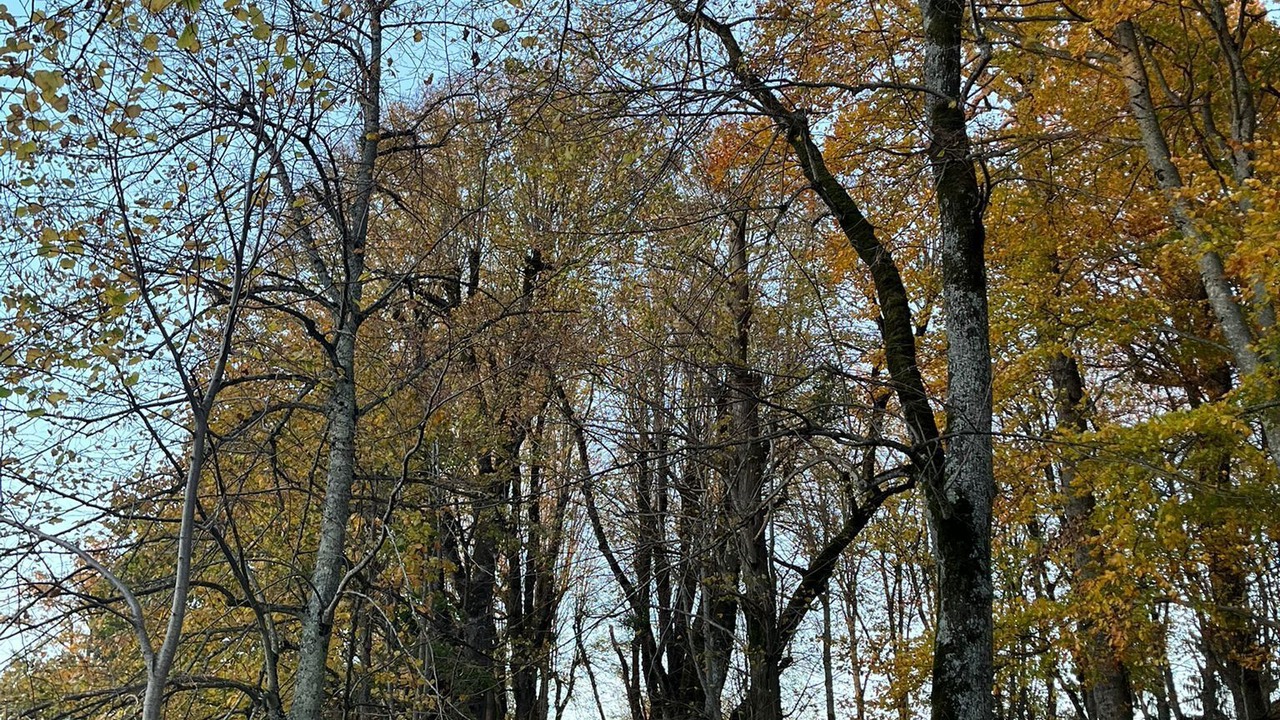 Photo of Others in Le Mayet-de-Montagne