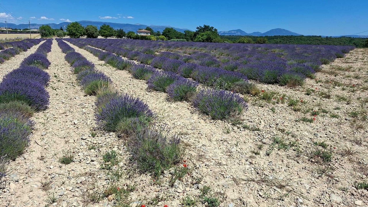 Photo of Others in Valensole