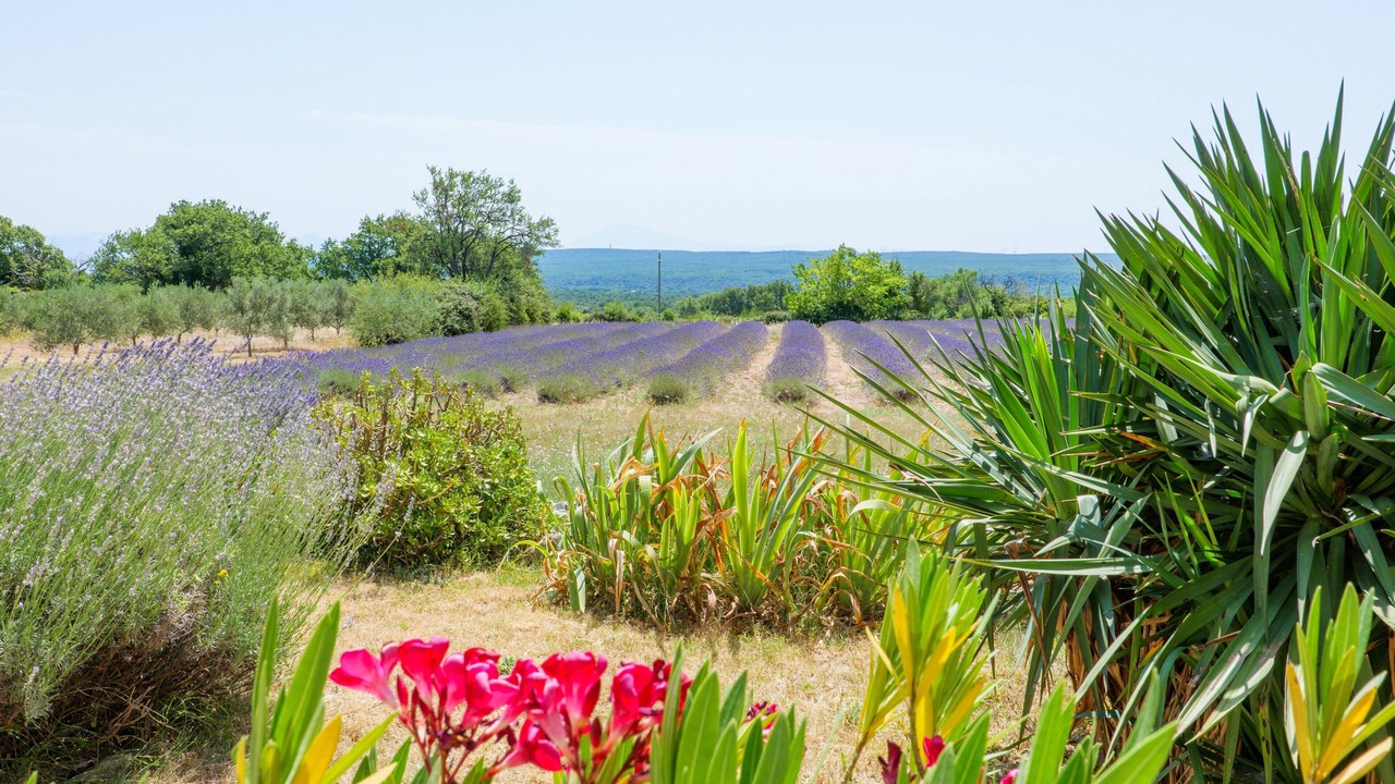 Photo of Outdoor in Gras