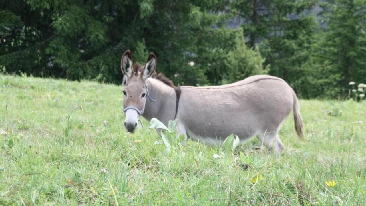 Photo of Others in Saint-Sorlin-d'Arves