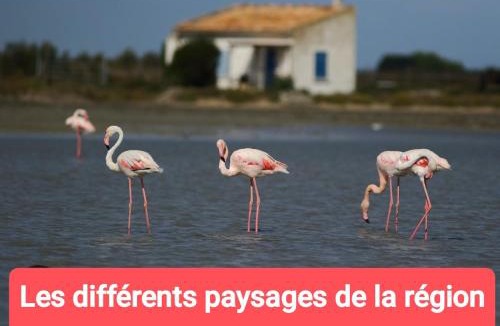 Millenaire Other | MONTPELLIER ET SES PLAGES van de couchage pour dépanner quelques nuits juste pour dormir il n'y a pas de sanitaire ni cuisine prévoir une batterie externe,à 10 minutes en voiture des PLAGES et à 5 minutes du centre-ville Montpellier