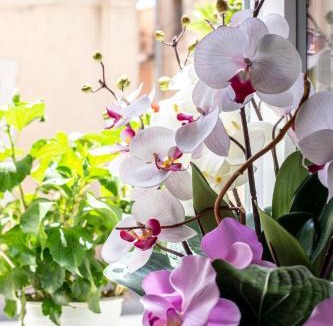 Frejus City Centre Hotel | Hotel Le Flore